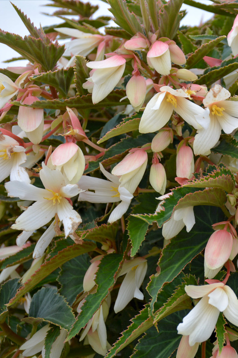 Begonia, Bossa Nova White