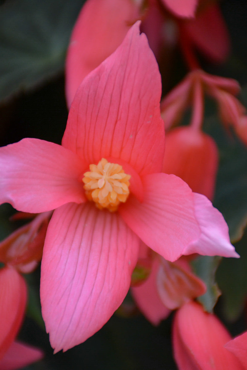 Begonia, Bossa Nova Pink Glow