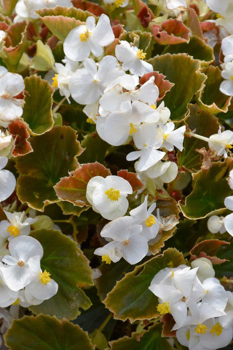 Begonia, Cocktail Whiskey White
