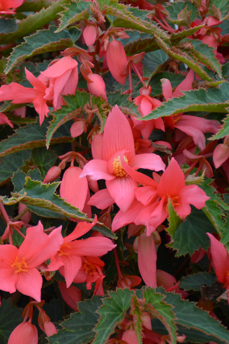 Begonia, Bossa Nova Pink Glow