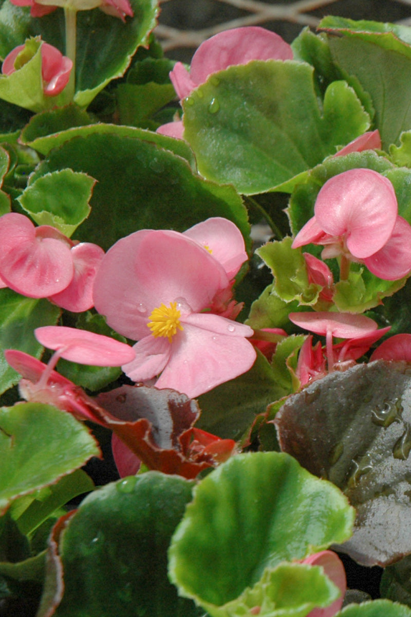 Begonia, Super Olympia Pink