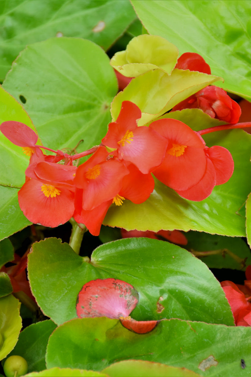 Begonia Canary Wings