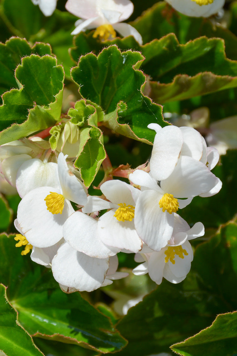 Begonia, Baby Wing White