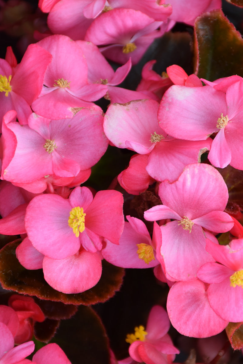 Begonia, Cocktail Tequila Rose