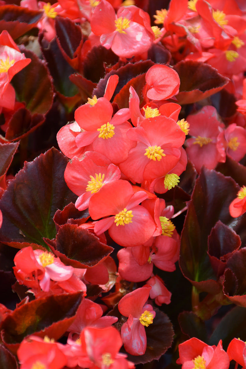 Begonia, Cocktail Vodka Red