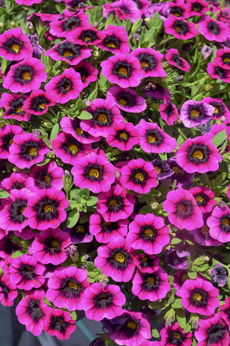 Calibrach Superbell Blackcurre