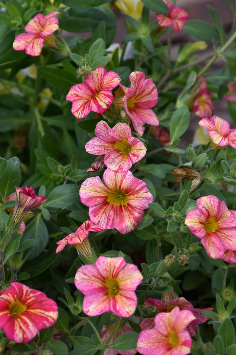 Calibrachoa, Superbell Tropical Sunrise