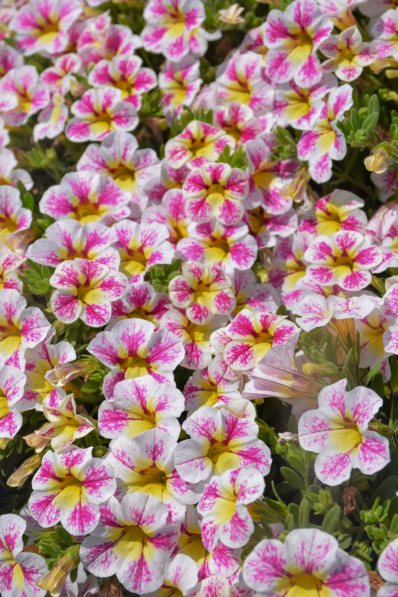 Calibrachoa, Superbell Holy Cow