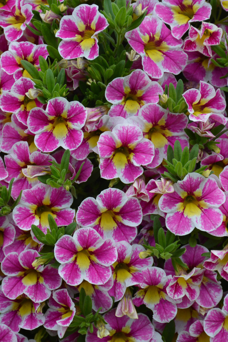Calibrachoa, Superbell Holy Cow