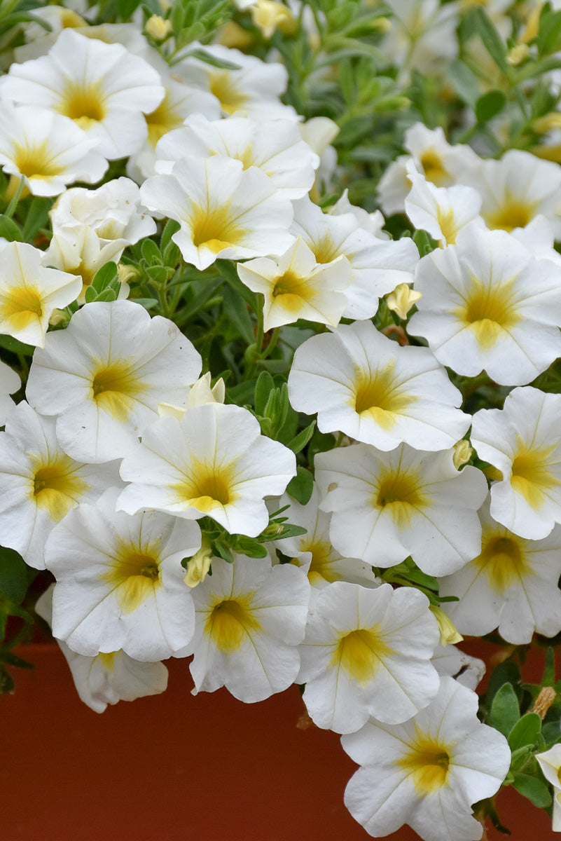 Calibrachoa, Superbell Over Easy