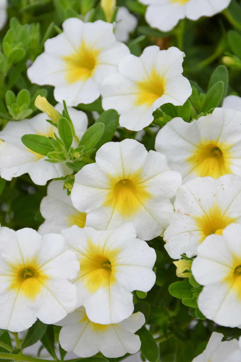 Calibrachoa, Superbell Over Easy