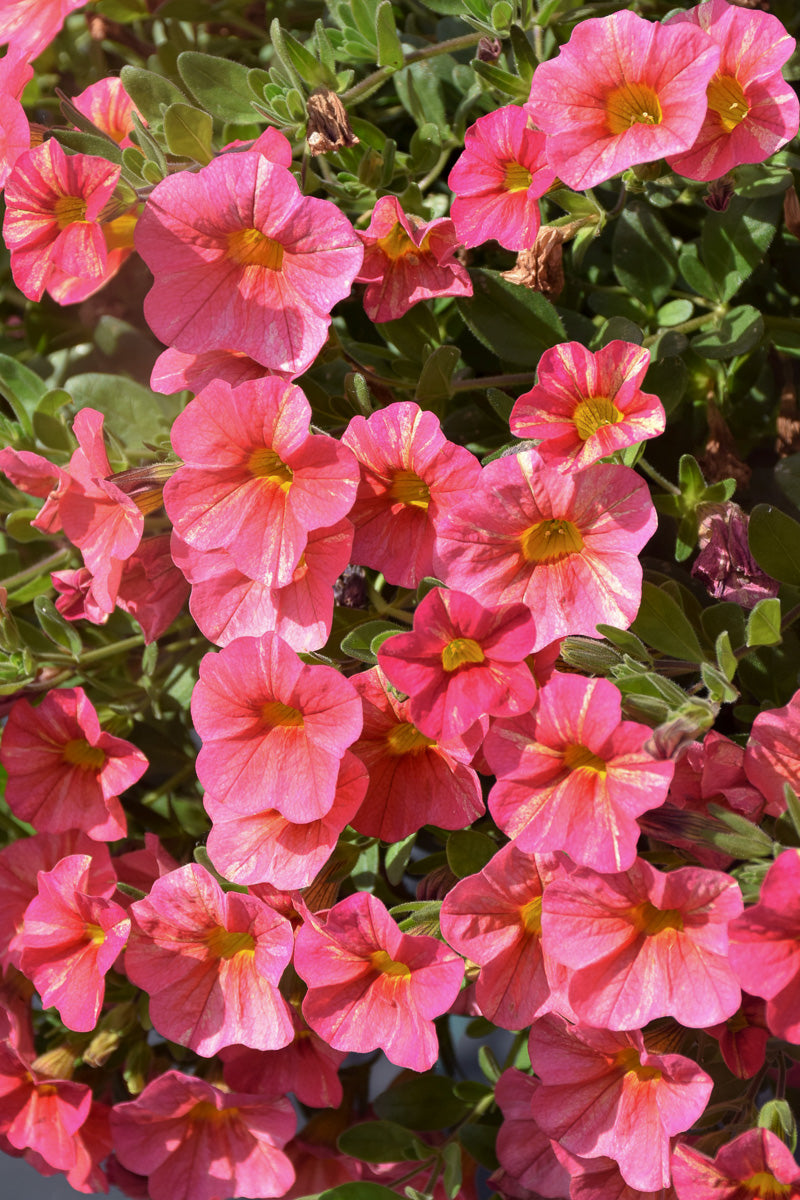Calibrachoa, Superbell Tropical Sunrise