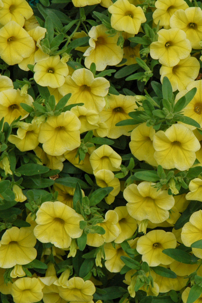 Calibrachoa, Mini Famous Uno Yellow