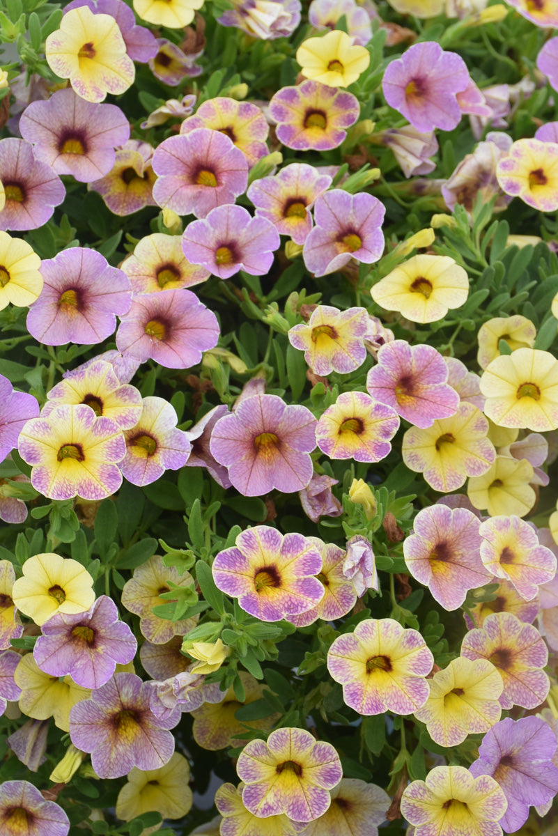 Calibrachoa, Chameleon Blue Bicolor 4"