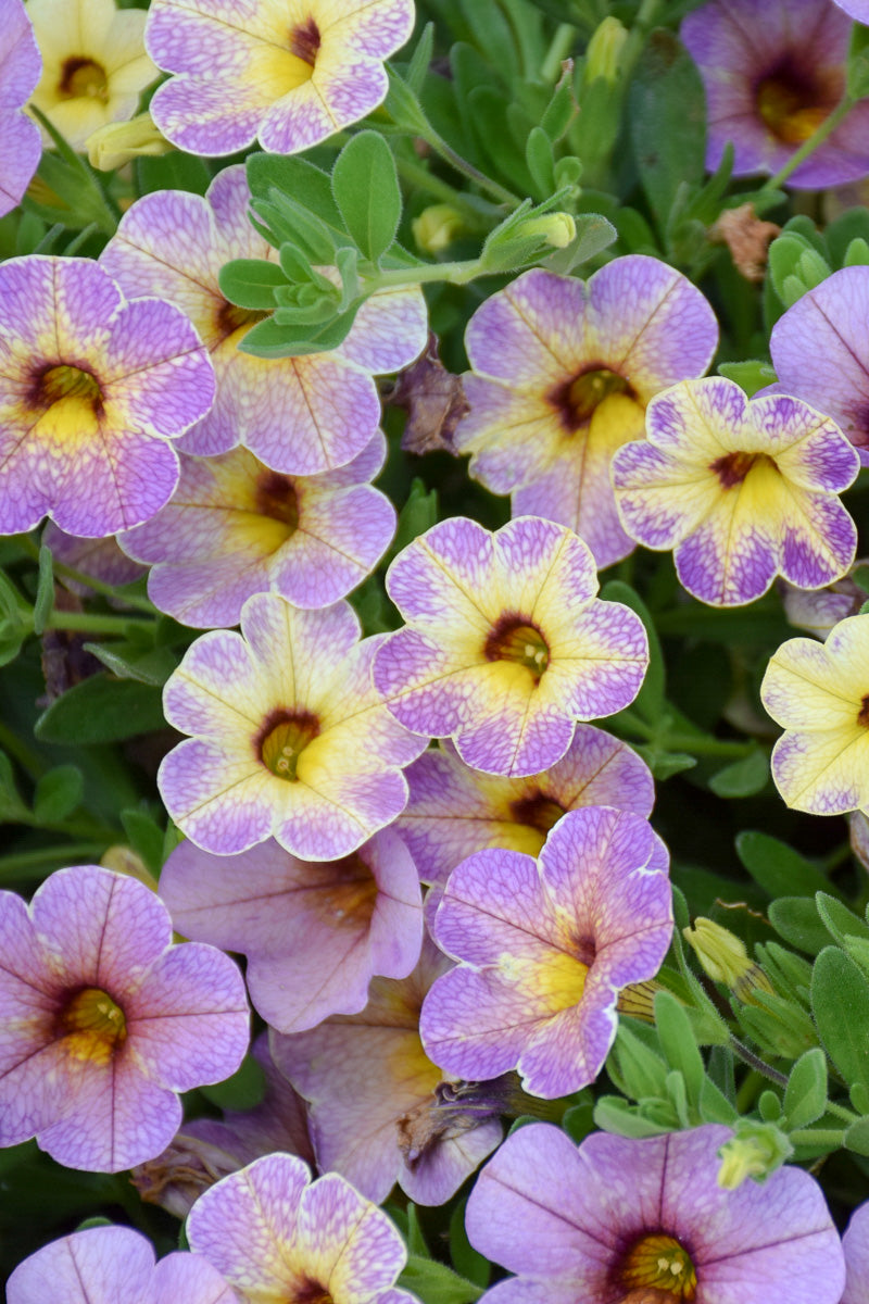 Calibrachoa, Chameleon Blue Bicolor 4"