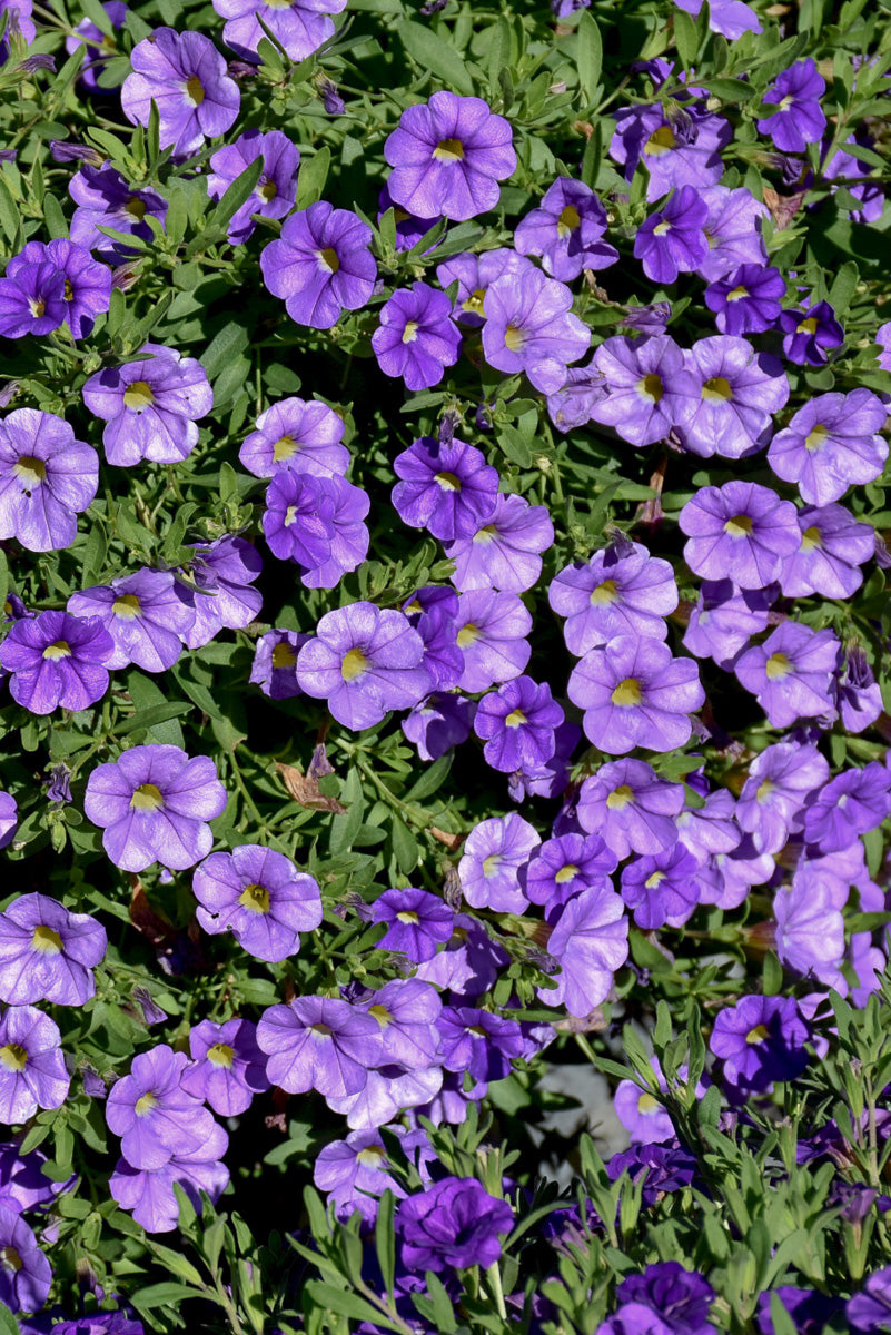 Calibrachoa, Light Blue