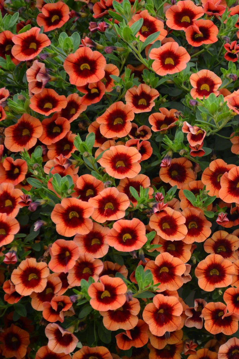 Calibrachoa, Superbell Tangerine Punch