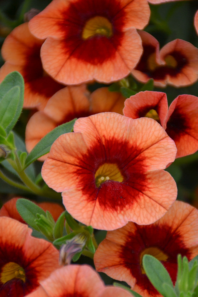 Calibrachoa, Superbell Tangerine Punch