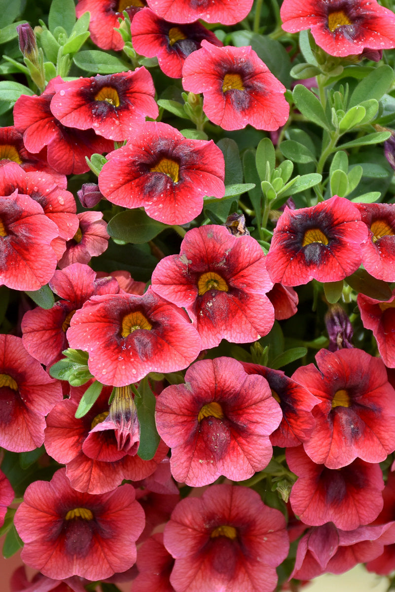 Calibrachoa, Superbell Pomegranate Punch