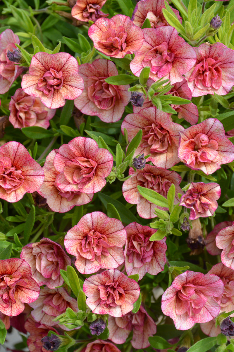 Calibrachoa, Superbell Vintage Coral