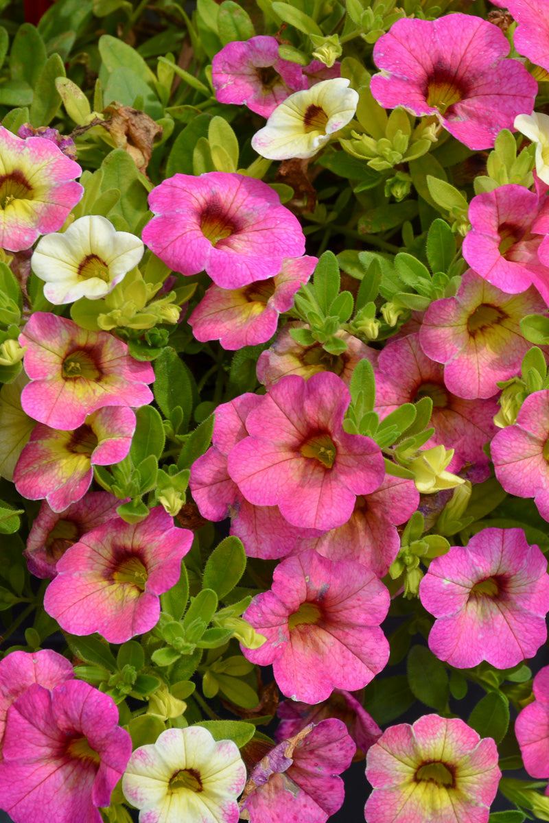 Calibrachoa, Superbell Magic Pink Lemonade