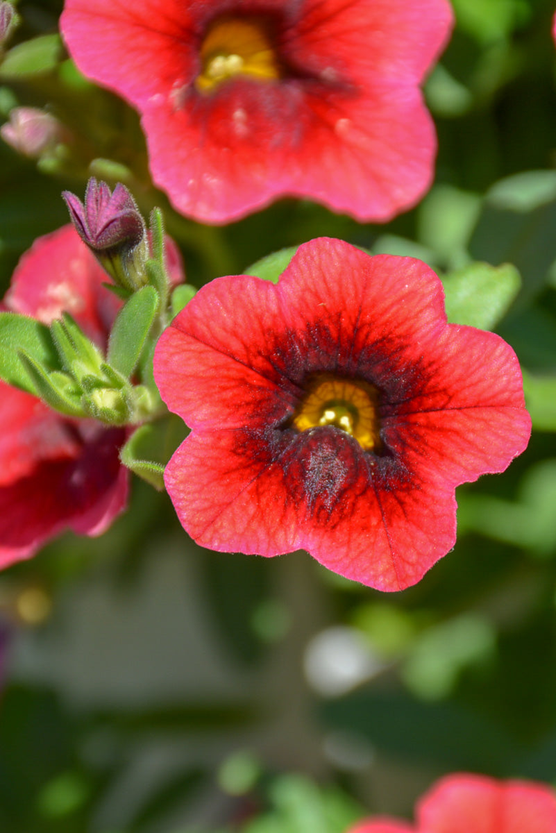 Calibrachoa, Superbell Pomegranate Punch