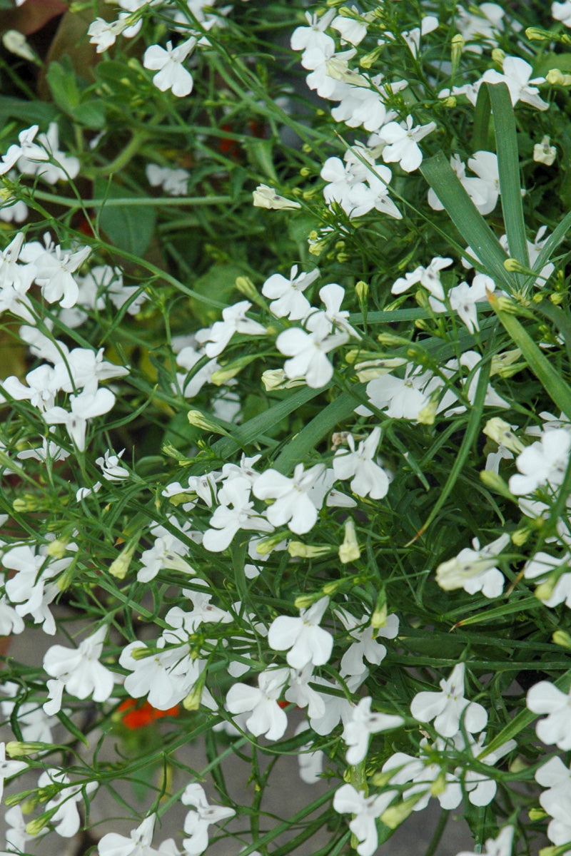 Lobelia, Laguna White