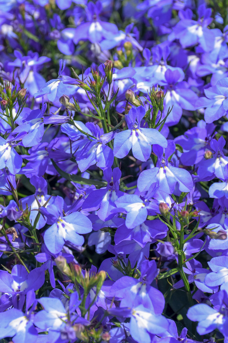 Lobelia, Techno Light Blue