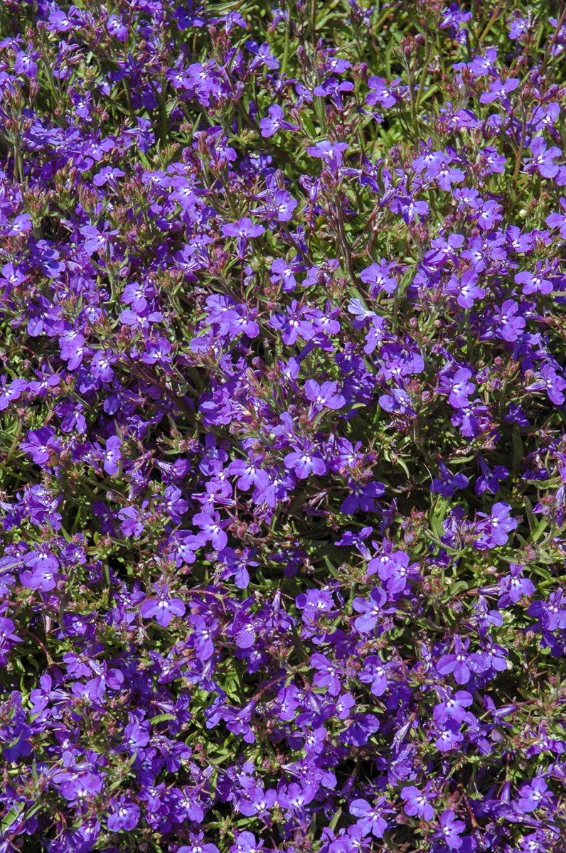 Lobelia, Techno Deep Blue