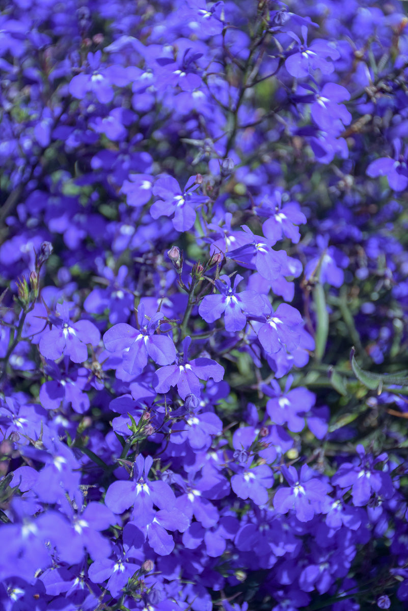 Lobelia, Techno Deep Blue
