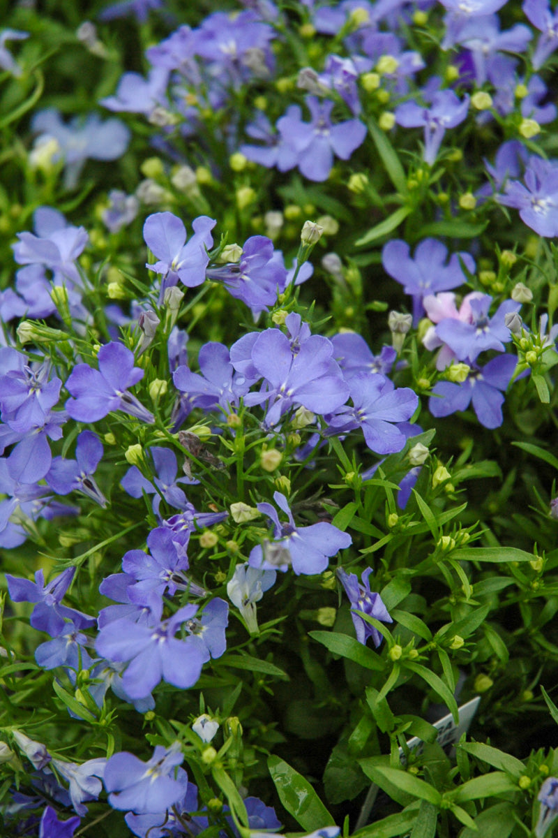 Lobelia Riviera Sky Blue