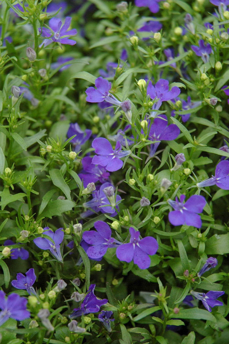 Lobelia, Riveria Midnight Blue 4"