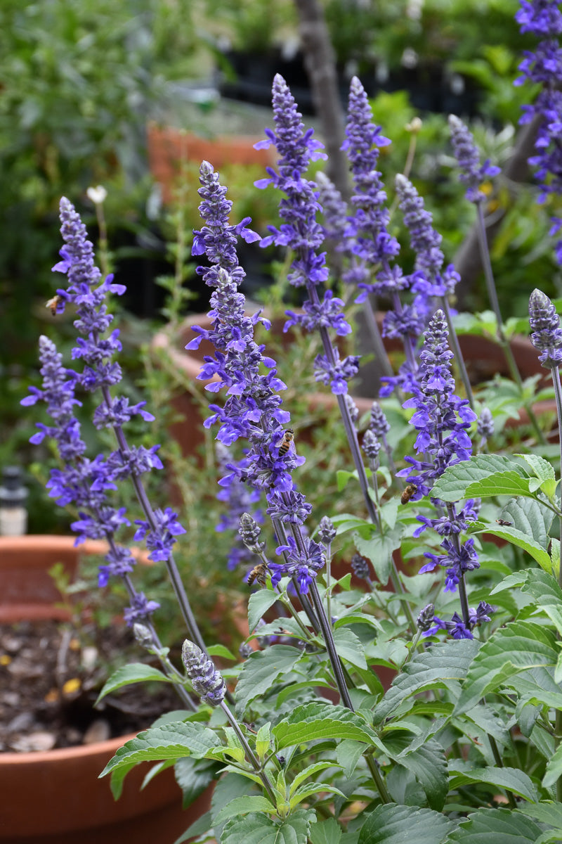 Salvia, Mystic Spires
