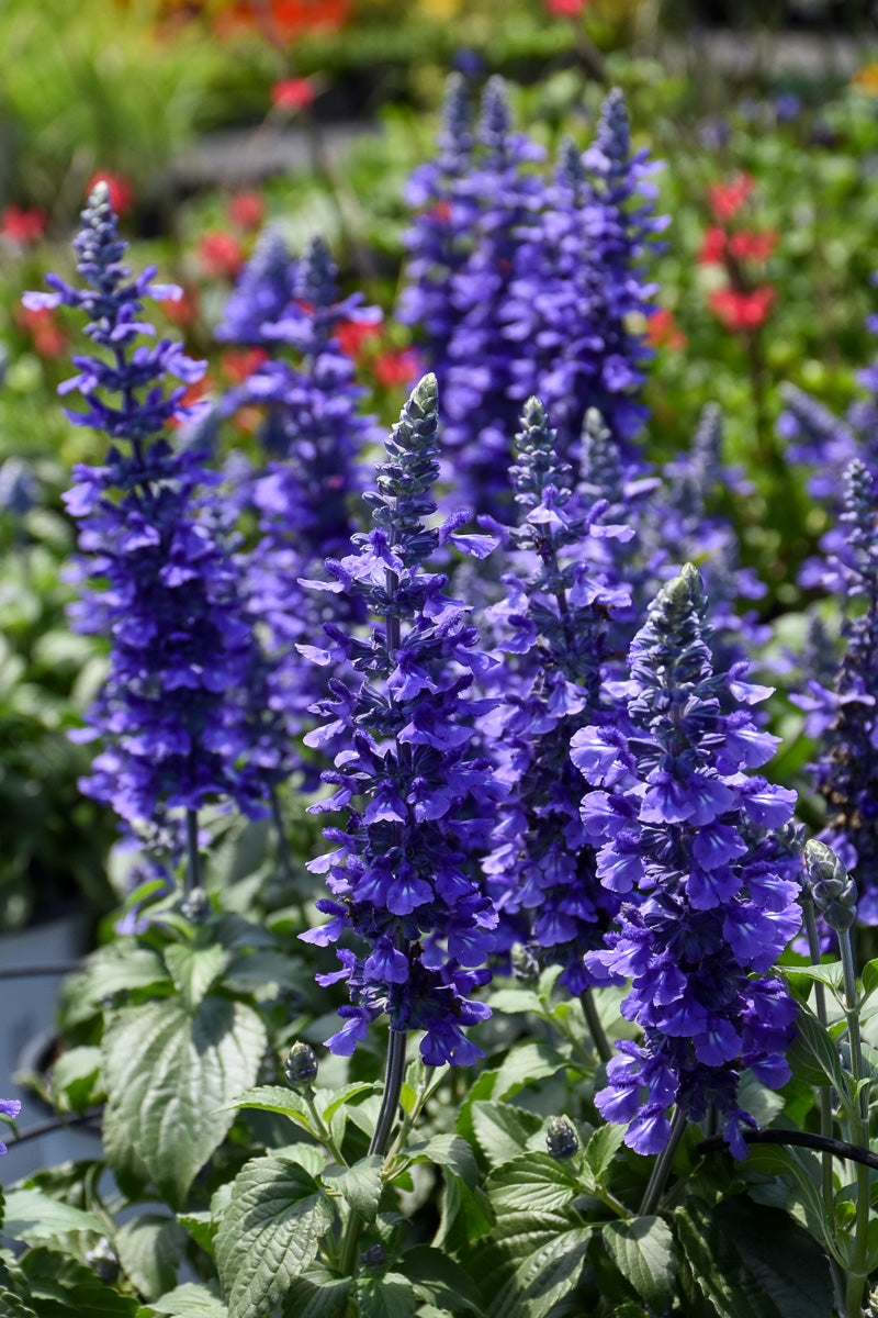 Salvia, Rockin Playing the Blues