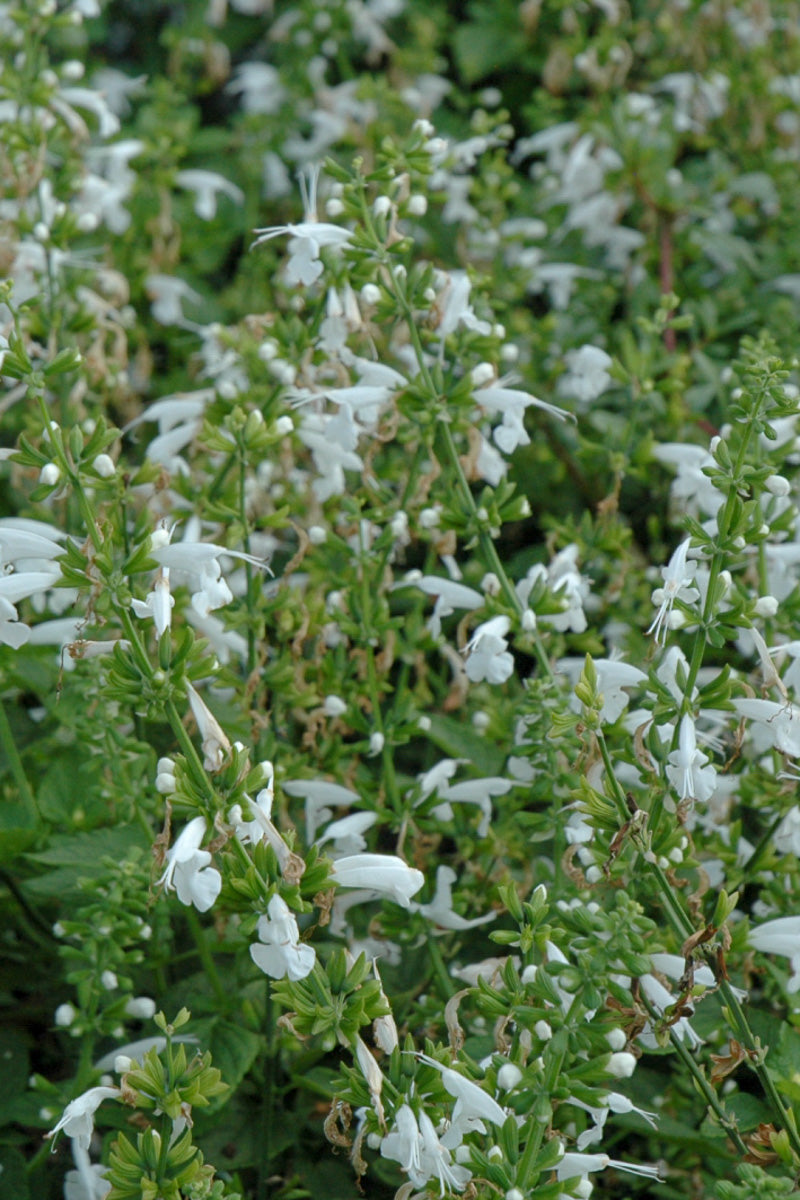 Salvia, Summer Jewel White