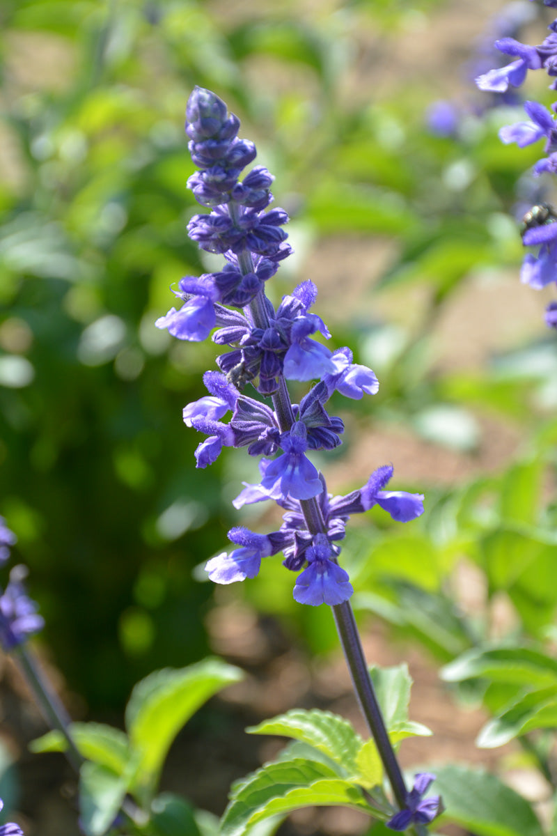 Salvia, Rockin Playing the Blues