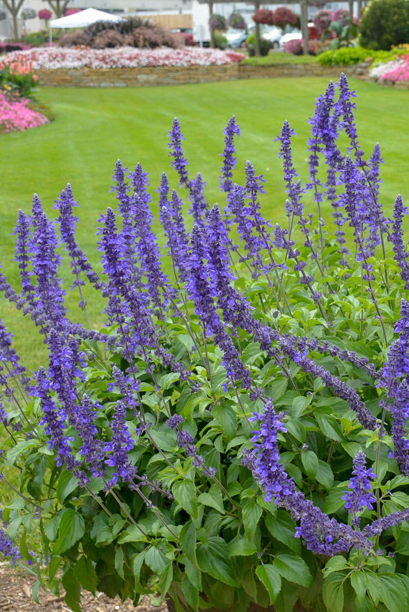 Salvia, Rockin Playing the Blues