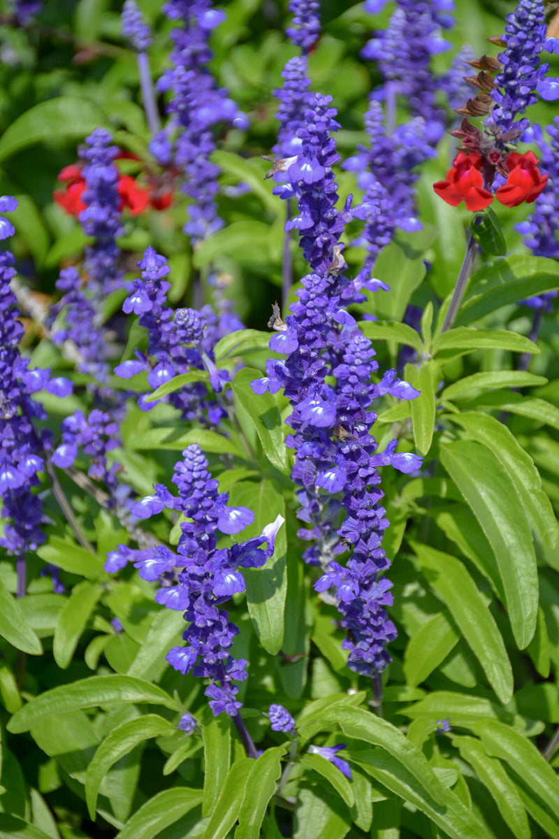 Salvia, Sally Fun Blue