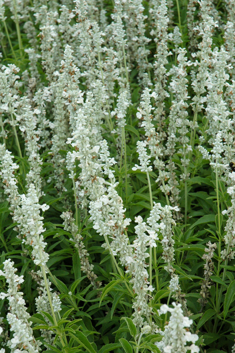 Salvia, White