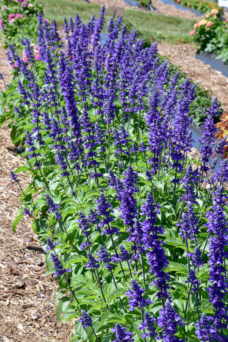 Salvia, Mystic Spires