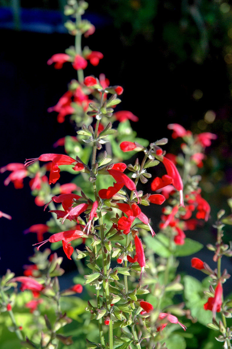 Salvia, Summer Jewel Red