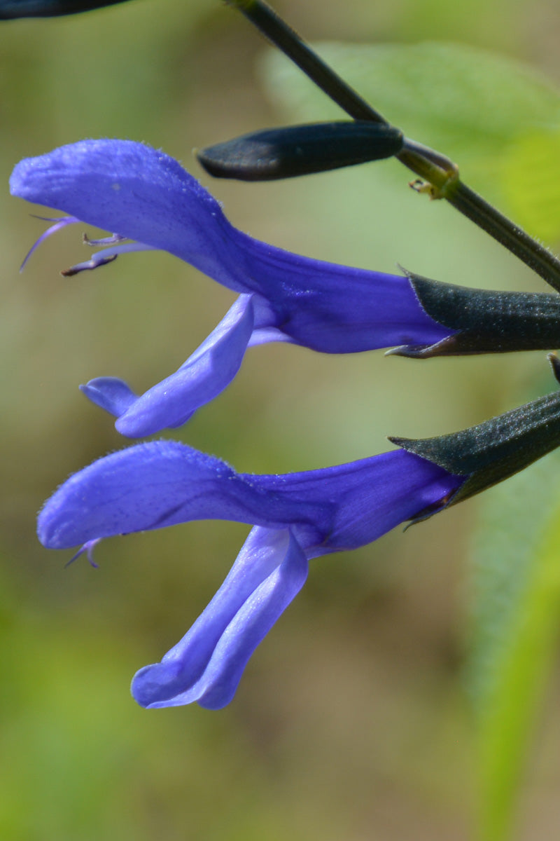 Salvia, Black & Bloom