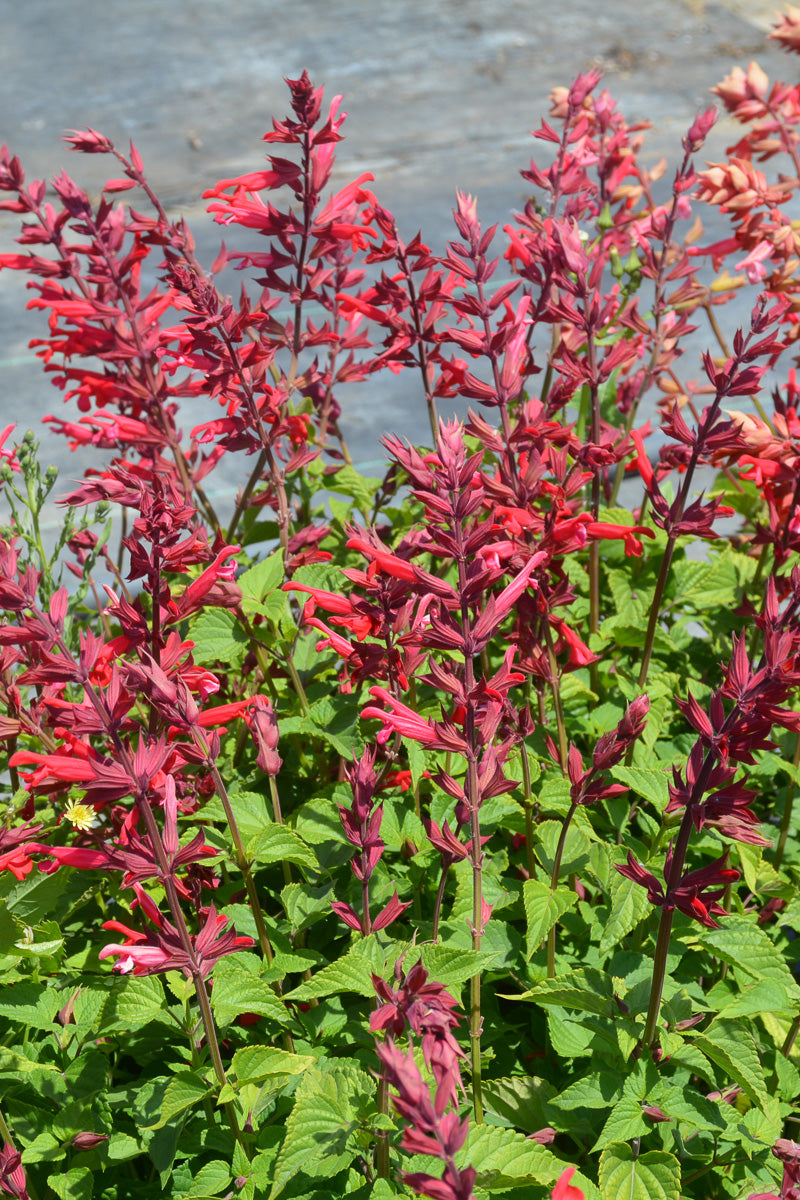 Salvia, Roman Red