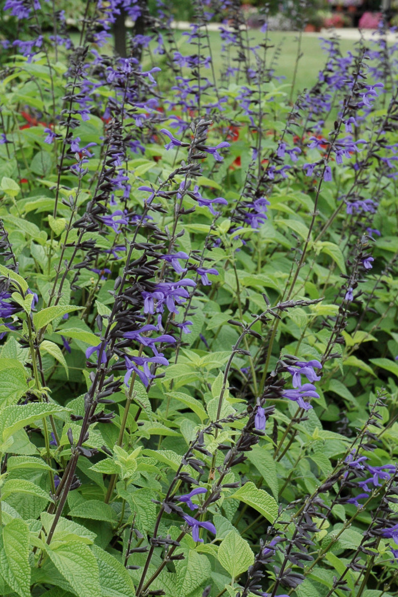 Salvia, Black & Bloom