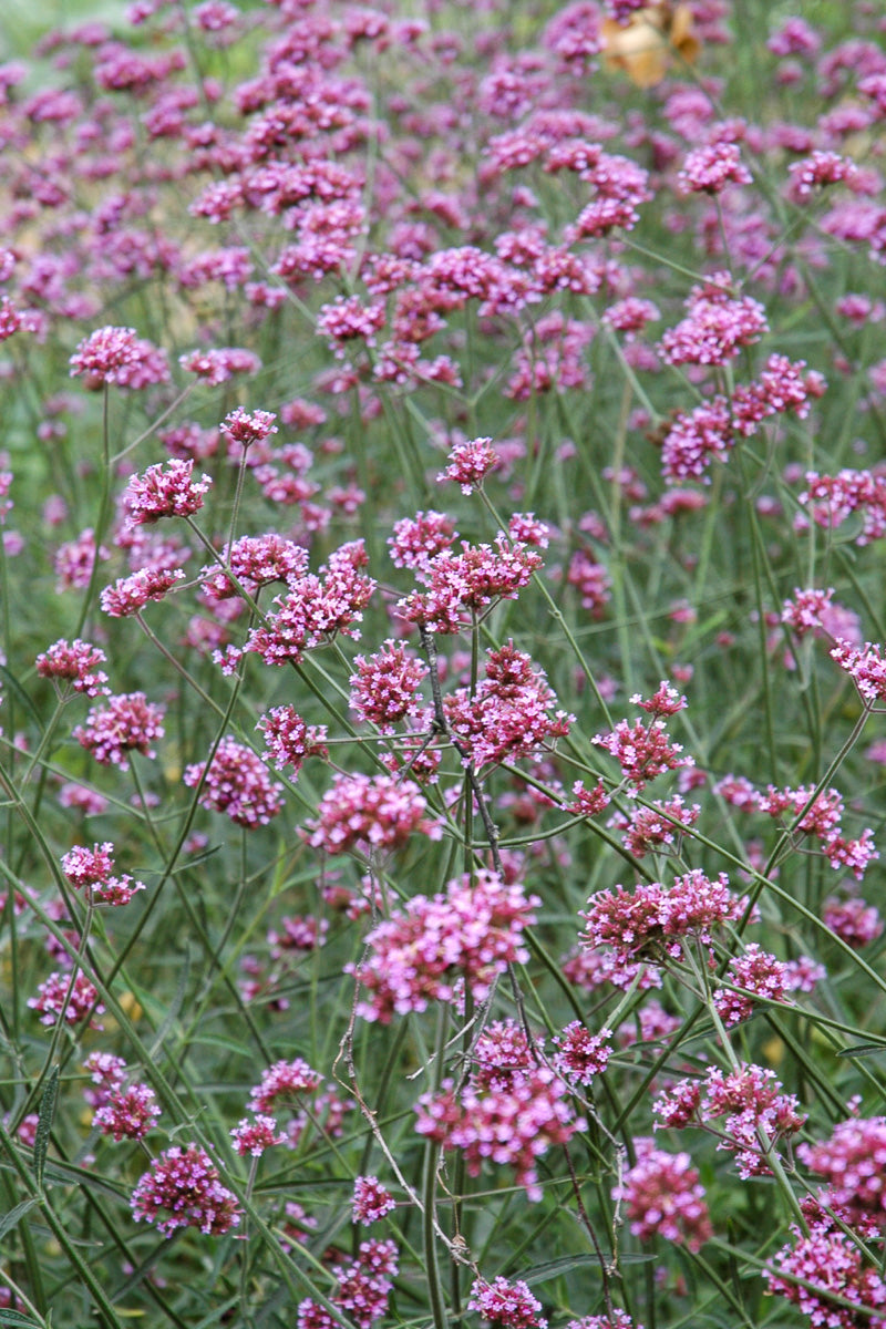 Verbena, Bonariensis
