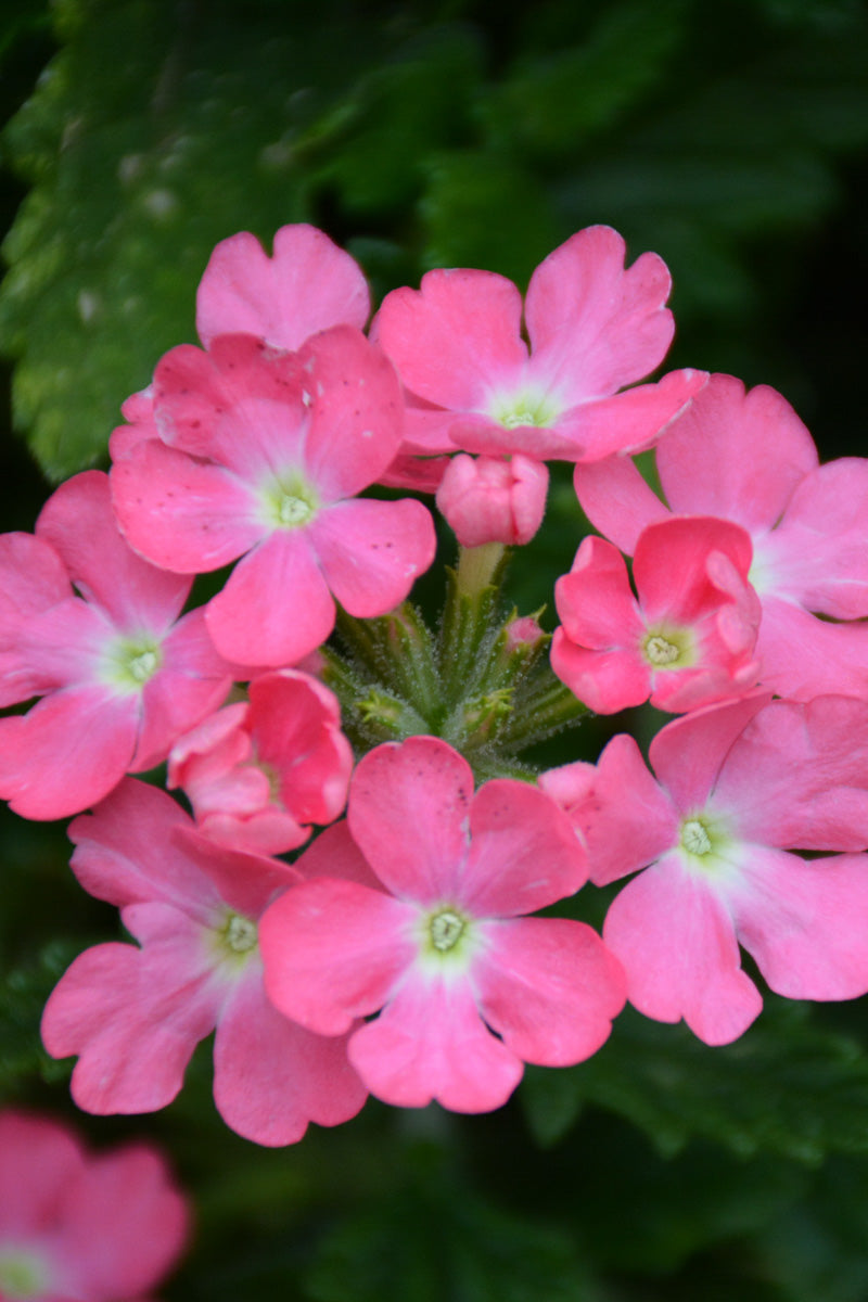 Verbena, Cadet Pink