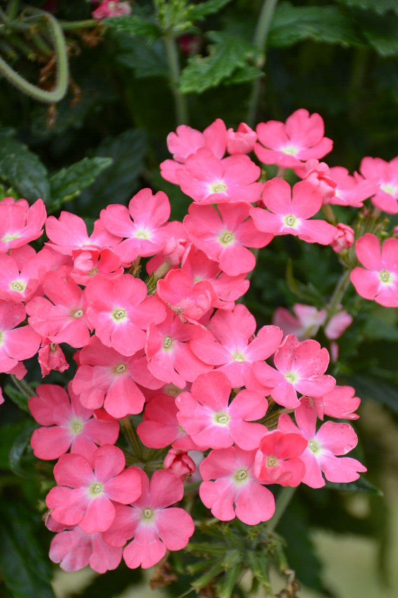 Verbena, Cadet Pink