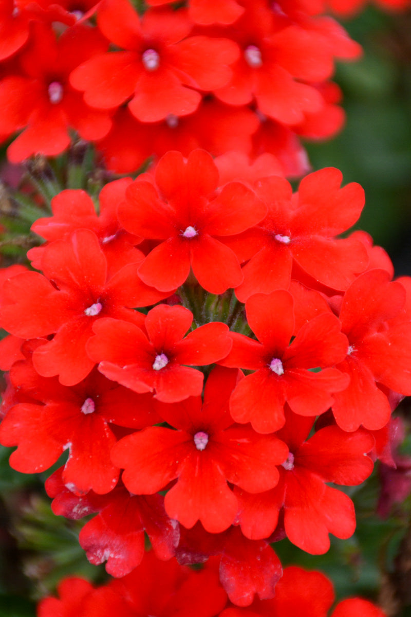 Verbena, Firehouse Red
