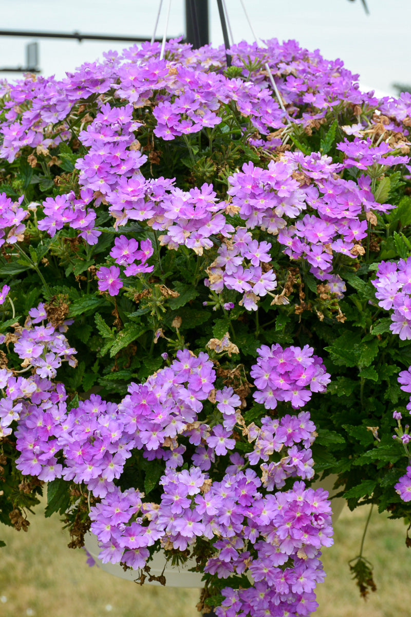 Verbena, Cadet Lavender Blue