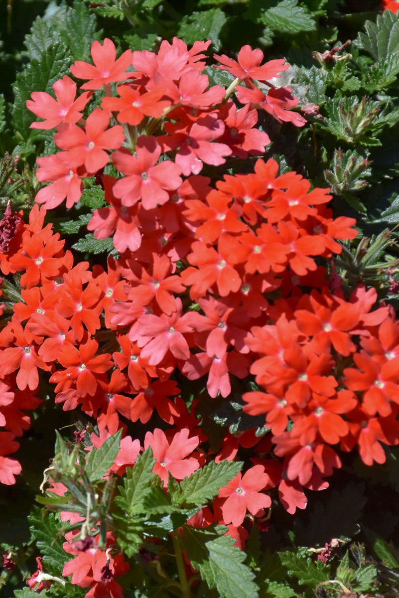 Verbena, Orange Lava